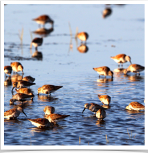 Dunlin - Flock Dunlin - Flock
